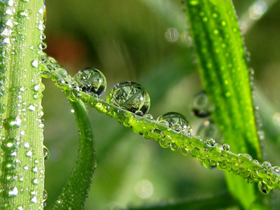 Dew drops play on a blade of grass