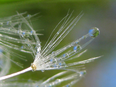 Dew on a dandelion reflects the world