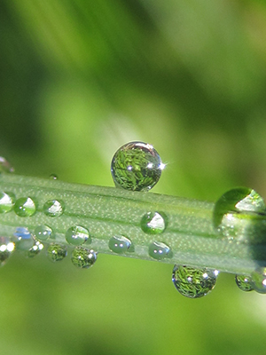 A single drop of dew rests on a blade of grass