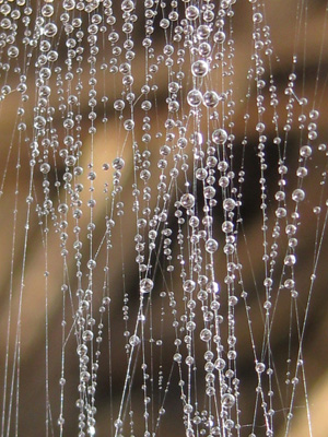 Drops of dew cascade down, forming a bead curtain made of water