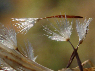 Dandelion seeds carry their dead in this haunting, healing nature macro photo