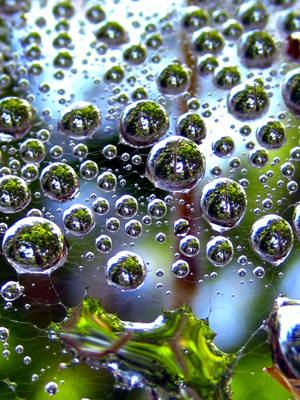 Dew drops on a cob web make a spectacular display-nature close up macro photography