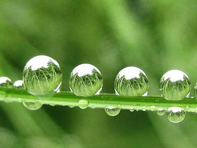Green grass with dew drops macro photography
