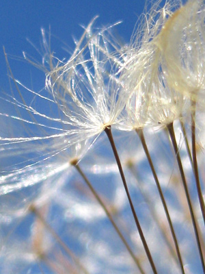 A happy dandelion poof dances across the blue sky, nature macro photography