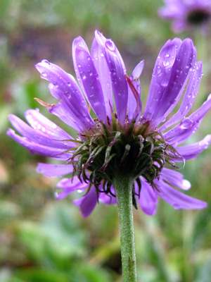A purple daisy covered in rain stands stong and proud against the storm