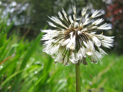 A dandelion poof covered in dew stands tall and proud in this peaceful, moving, nature photograph